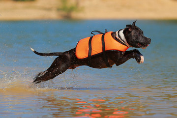 staffordshire bull terrier diving