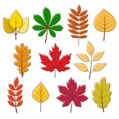 Fototapeta premium vector collection of autumn colored leaves