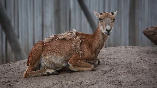 mouflon