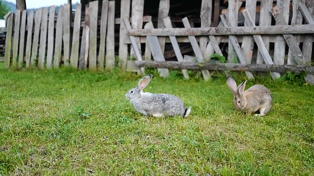 rabbit in the yard on a farm  