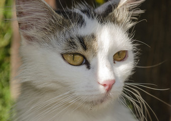 portrait of white-gray cat with yellow eyes

