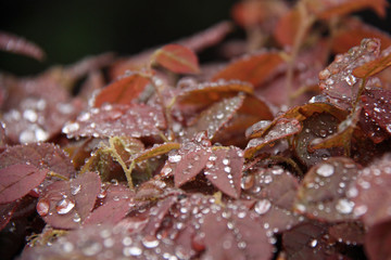 Gouttes de pluies sur feuilles brun-rouge en automne