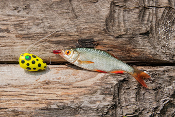 Single common rudd fish on natural background.