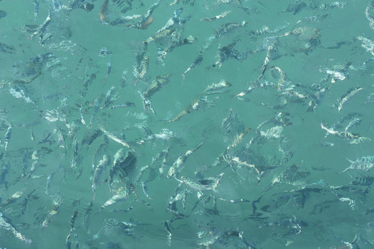 Many fish in motion on the beautiful water surface. Top view photo