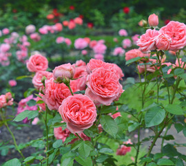 Цветение розовых роз в саду летом.