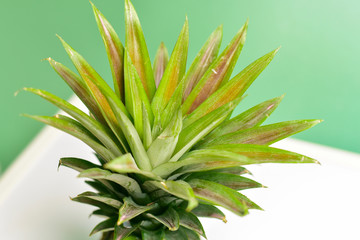 Close-Up of Pineapple Leaves