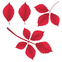 Fall Leaves on Branch