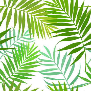 Seamless pattern of palm leaves, isolated on white background. Vector stock illustration.