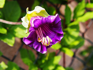 Cobaea scandens (Mexican ivy, monastery bells, cathedral bells, cup-and-saucer wine). 
