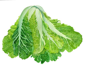Chinese cabbage in watercolor. Design element for market poster, kitchen, recipe, cookbook, menu