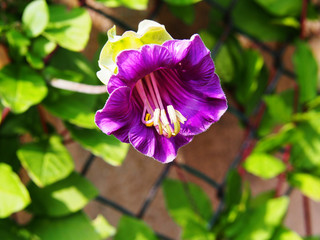 Cobaea scandens (Mexican ivy, monastery bells, cathedral bells, cup-and-saucer wine). 