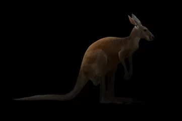 Crédence de cuisine en verre imprimé Kangourou kangourou dans le noir