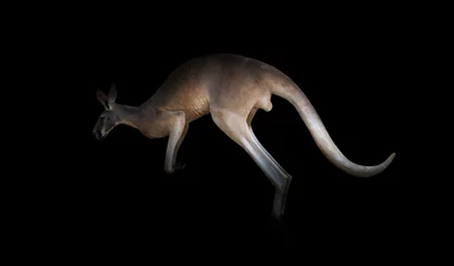 Crédence de cuisine en verre imprimé Kangourou kangaroo in the dark