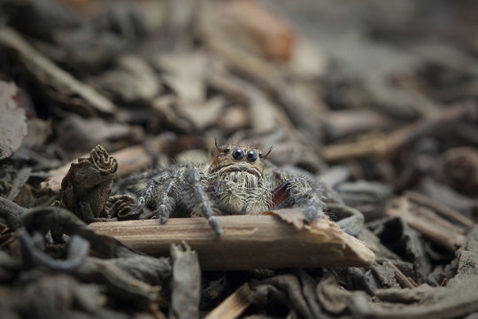 Jumping spider, Jember, East Java, Indonesia
