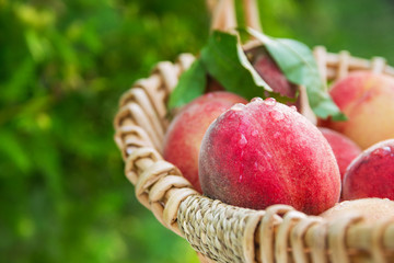 Fresh picked natural organic peach in a basket closeup