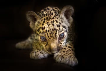Fototapete Panther Beautiful jaguar baby on a black background