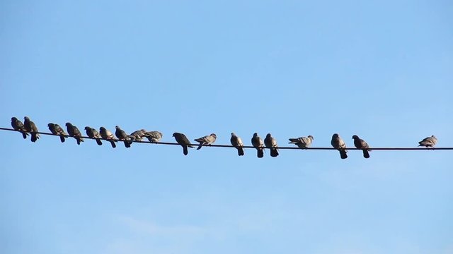 Birds On A Wire