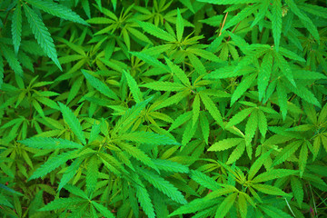 green thickets of cannabis close up