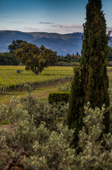 Fototapeta premium Bolgheri, Tuscany, Italy, Grapes growing in vineyard