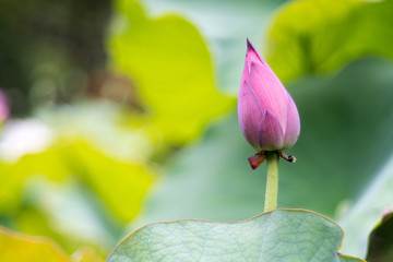 Lotus bud