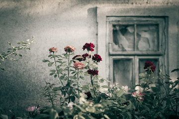 Fototapeta na wymiar Rose bushes next to an old abandoned house