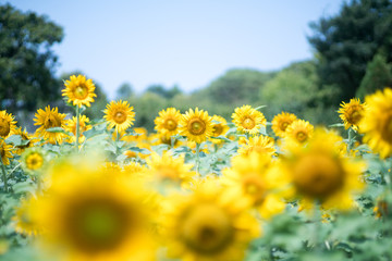 sunflower at nagai park,osaka,japan