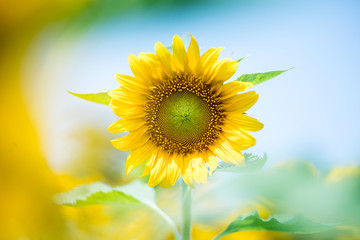 Obraz premium sunflower at nagai park,osaka,japan