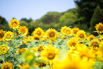 Fototapeta premium sunflower at nagai park,osaka,japan
