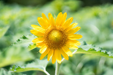 sunflower at nagai park,osaka,japan
