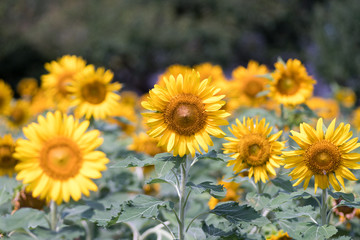 sunflower at nagai park,osaka,japan