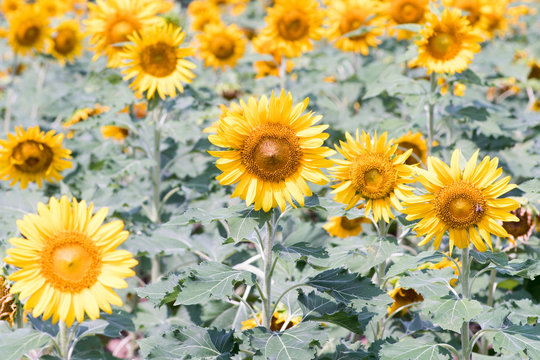 sunflower at nagai park,osaka,japan