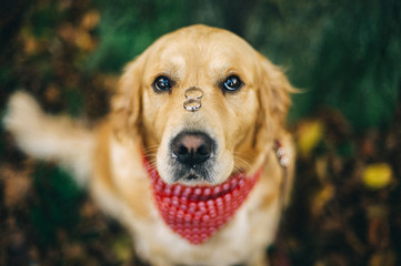 Close-up of a Labrador dog sitting in a garden with two wedding rings on its nose before a wedding ceremony