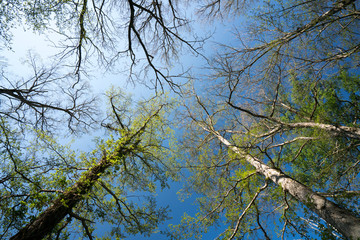 summer forest