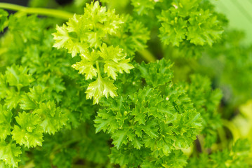 Frische Petersilie vom Kr&auml;uterbeet in Nahaufnahme