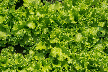 Texture: green salad growing in the garden