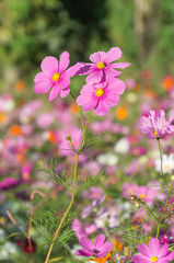 Fototapeta premium Cosmos Flowers 