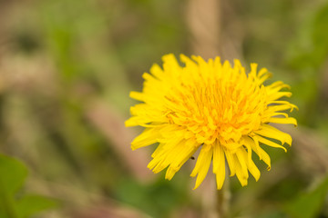 dandelion