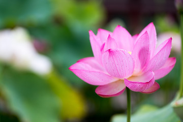 Fototapeta premium Lotus at Yakushiji-temple,nara,japan