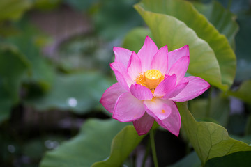 Lotus at Yakushiji-temple,nara,japan