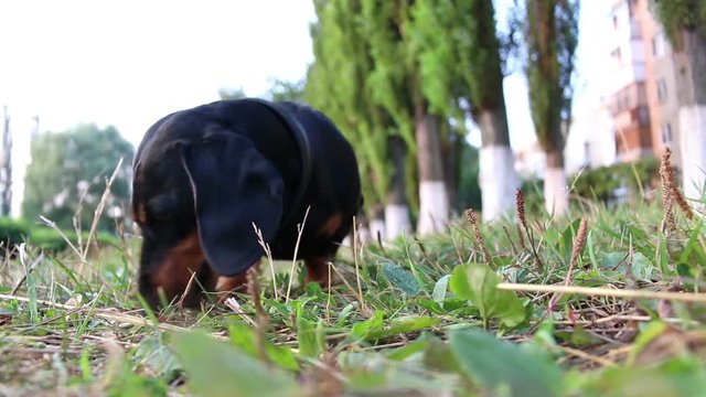 hunting Dachshund dog breed sniffing on the grass