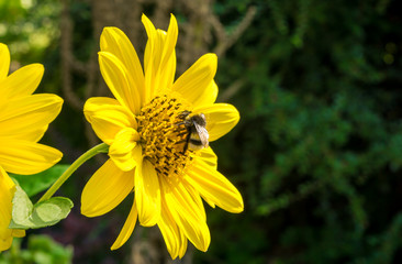 Sonnenblume mit Biene