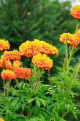 Nice Orange Flowers