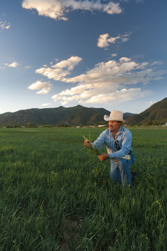 Hispanic man looking at crop