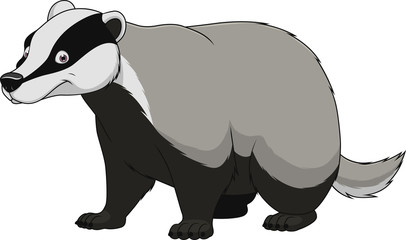 Adult funny badger