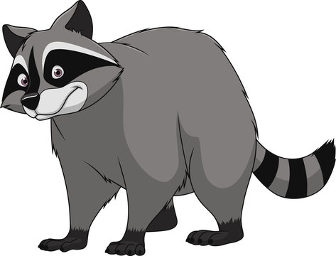 Adult funny raccoon