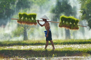 The farmer on green fields holding rice baby,sakolnakhon Thailand
