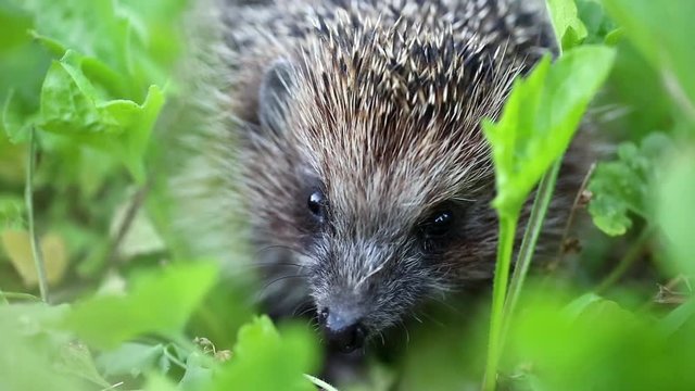 Hedgehog in green grass, scientific name - Erinaceus europaeus, also known as European hedgehog or common hedgehog