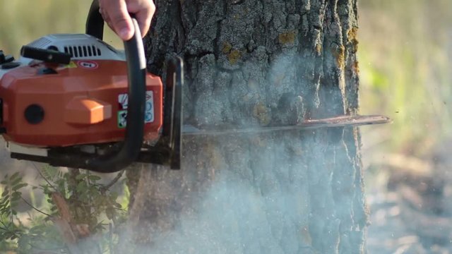 Man with orange chainsaw cutting dry tree