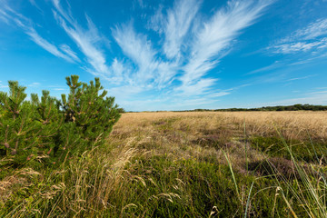 Fototapeta na wymiar countryside, wild meadow and blue sky