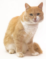 Рыжая кошка сидит на белом фоне
